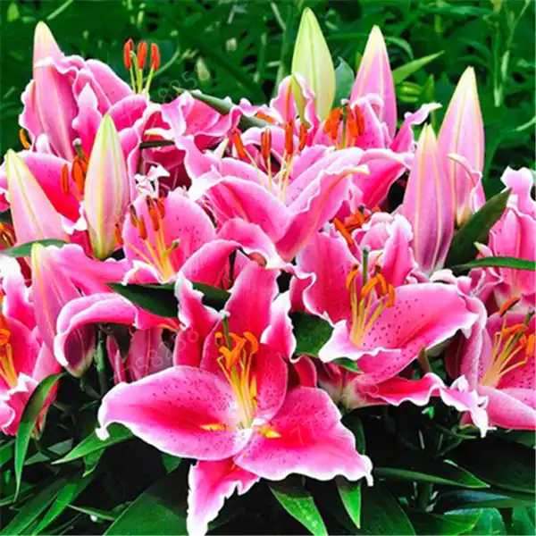 100 Pcs Lily