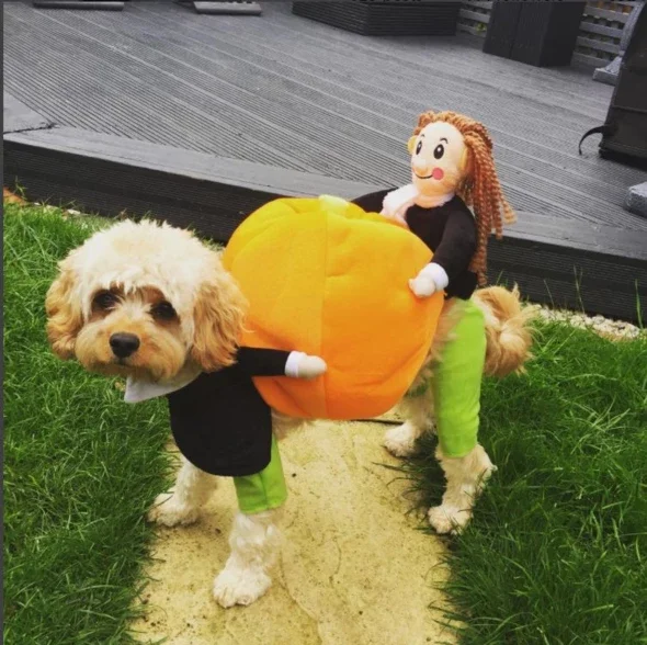 

Funny Cosplay Pet Costume Pumpkin Suit for Cats Halloween Christmas Clothes for Dogs Party Dressing Up Dog Clothing Cat Apparel