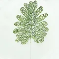 Green B