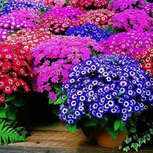 Акция потери! 100 шт./пакет, смешанных цветов цинерария карликовые деревья, комнатные flores, цветок, растение, свадебная брошь, для дома и сада, натуральная кожа