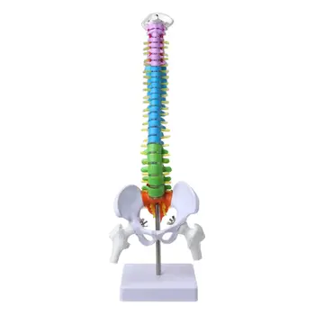 

45cm Removable Human Spine Model Spinal Column Vertebral Lumbar Curve Anatomical Teaching Tool
