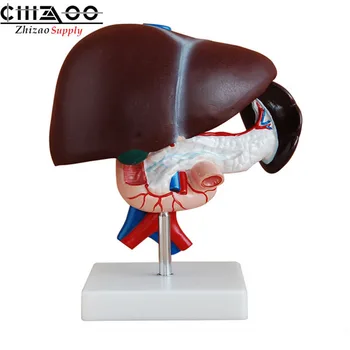 

Medical Science Anatomical Model Human Liver Pancreas and Duodenum Model