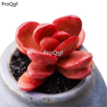 

Ngryise 2pcs a set Crassula clavata
