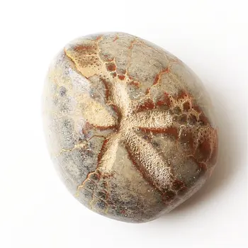 

1PC Natural Starfish Sea Urchin Fossil Mineral Specimen Mini stone Cute Pendant Gift decor