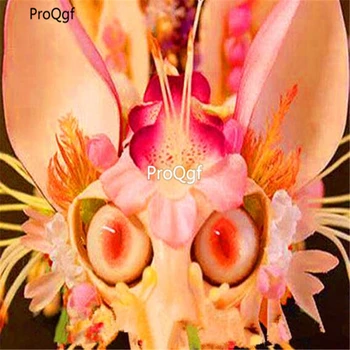 

Ngryise 3000Pcs Japanese monkey face orchid