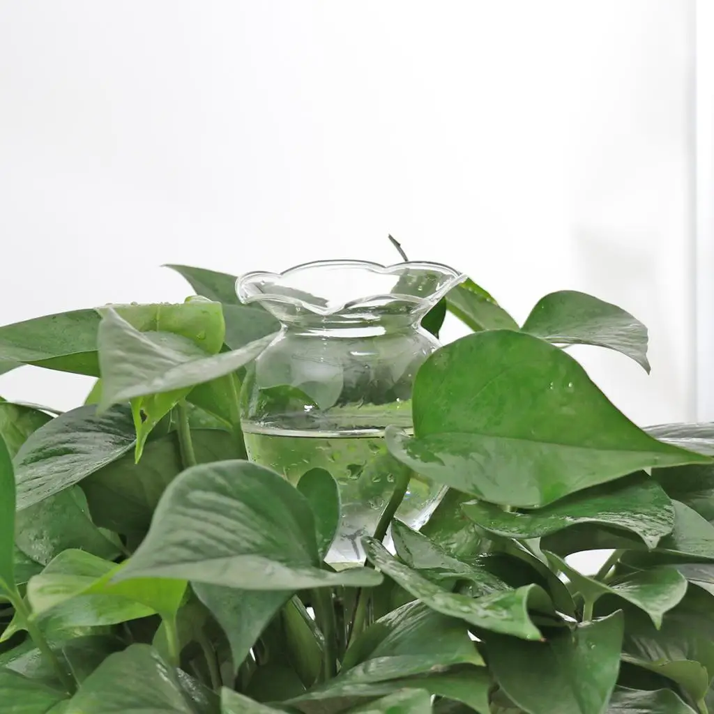 2pcs Self Watering Globe Plant Water Bulb Hand Blown Clear Glass Ball Automatic Waterer Automatic Watering Globes PVC Bulbs Ball