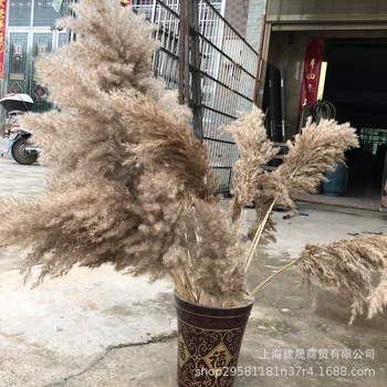 

10pc Wedding Photography Pampas Natural Flower Brown Grass Style Material Model Number Tried Pastoral Decoration Brass Wholesale
