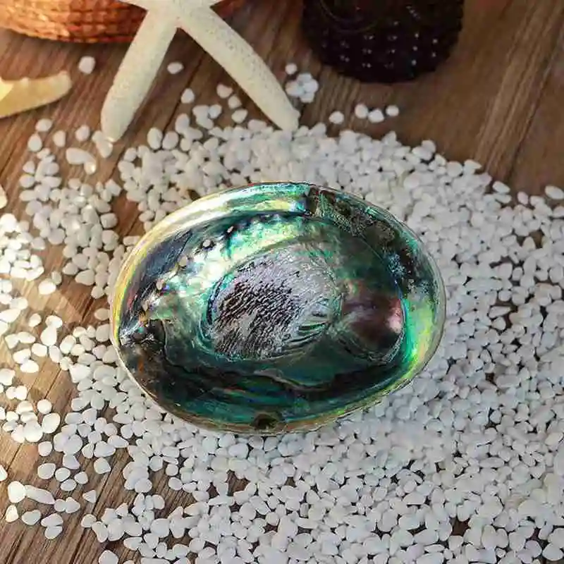 Natural Abalone Shell Large Sea Shells Nautical Home Decor Soap Dish Diy Fish Tank Aquarium Landscape Wedding Decor Abalone Shell Decor 10-12Cm