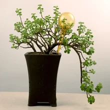 Круг комнатных растений, цветов, комнатных автоматических стеклянных садовых растений ручной работы, устройство для полива растений, Спринклерные устройства для полива растений