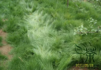 

Vulpia Myuros Annual Fescue Rat's-tail Fescue Shu-Mao