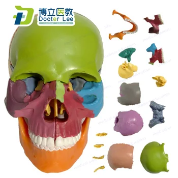 

Mini Skull Model 15 Parts Human Anatomy Skeleton Colorful Assembled Toy for Medical and Art Teaching and Learning