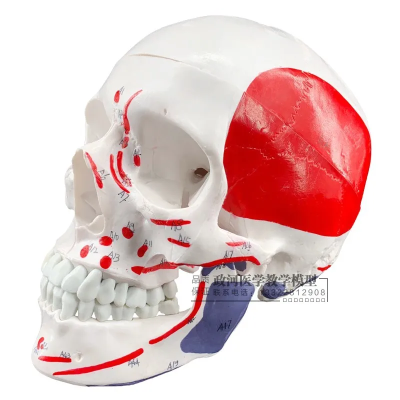 

1: 1 Resin Head Bone Human People Skeleton Art with Painted Muscle Skeletal Anatomy Skeleton Model Fine Art