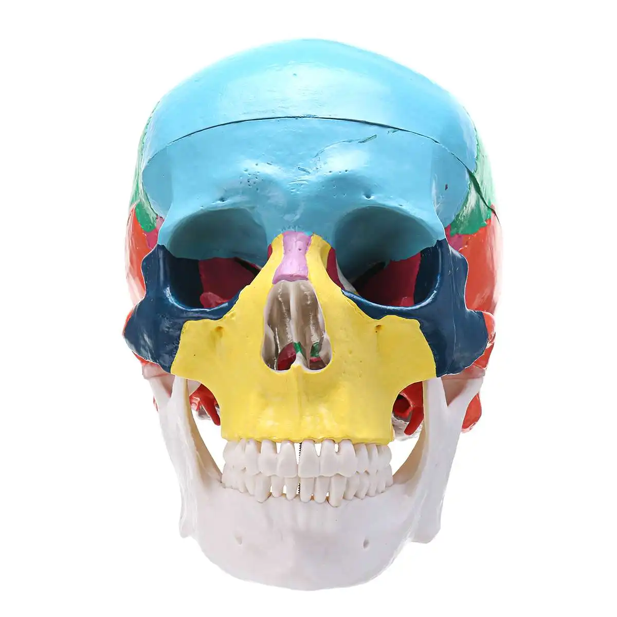 

1:1 Colorful Human Head Skull Skeleton Model Medical Science Anatomy Education Adult Head Skull Skeleton Model Free Shipping