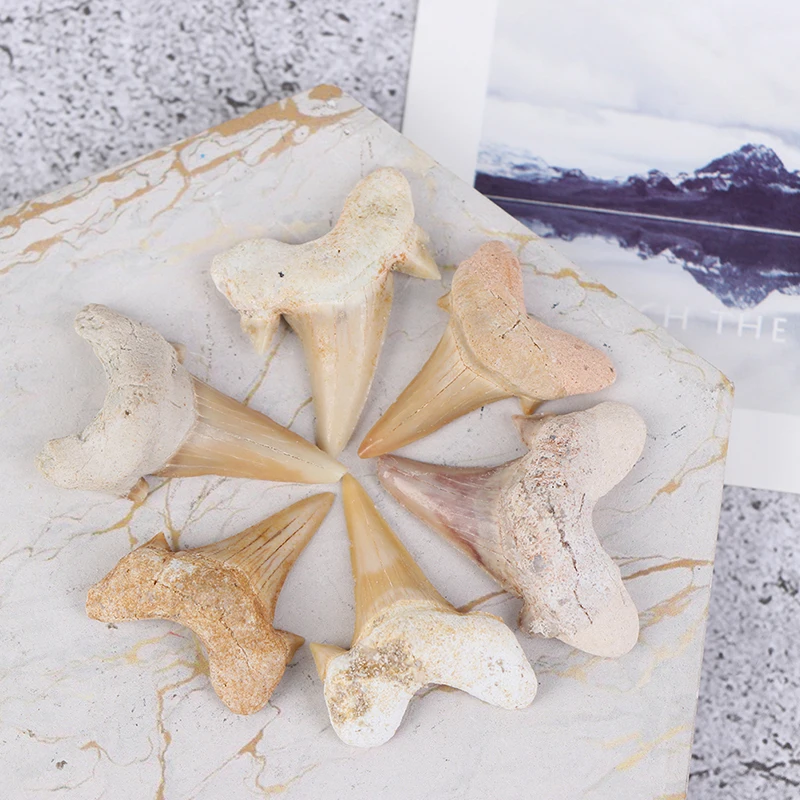 2PCS shark tooth fossil natural marine biological specimen Diy material Toy 