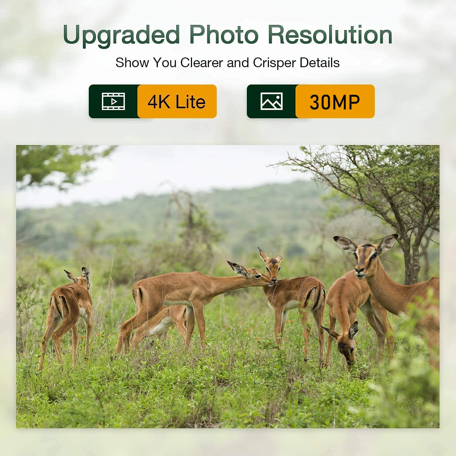 Wifi APP Bluetooth Control Trail Camera Live Show 30MP 4K Hunting Cameras WIFI900PRO Night Vision Wildlife Cam Surveillance