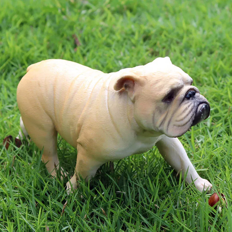 PL127-1082黄色斗牛犬