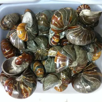 

Natural Conch Fossil Nautilus Ammonites Animal Fossil Collection Strange Stone Recruit Wealth Transport 1KG