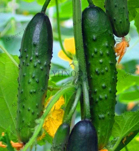 Акция! белый огурец бонсай, Cuke plant Green Vegetable flores Balcony садовые фрукты-20 шт,# FC41IH - Цвет: 5