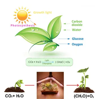 

Single-head Folding Plant Light Clip Plant Growth Light Full Spectrum Light Succulent Flower Indoor Plant Filling Light