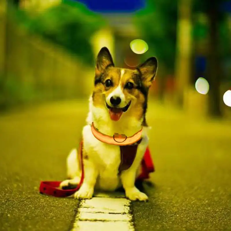 LED Pet Dog Cat Collar Luminous Safety Glow Necklace Flashing Lighting Up Collars For Puppy Cat Pet Supplies Cat Collars