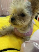 Bed-Mat Basket Kennel Sofa Dog-House Cat-Nest Puppy Cave Foldable Small Chihuahua Pet-Products