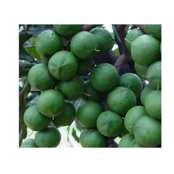 Сырой Гавайский орех маадамии, посылка семян орехов Квинсленда, 500 грамм, ароматизатор сливок, Гавайские орехи, хрустящее растение