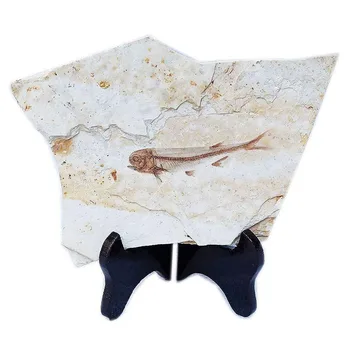 

Hot 50 Million Years Ago Genuine Natural Fish Bony Fosslien Lycoptera Fish Specimen Display Great Gift For Collectors