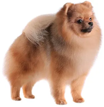 

Dinghy Tuzik overalls Spitz warm bitch