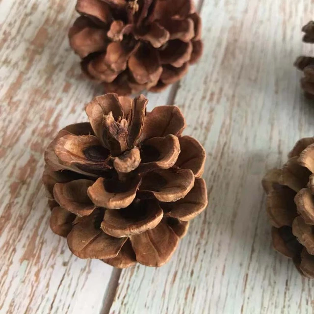 100pcs/Lot Mini Small Natural Pine Cones Dried Flowers for Christmas  Decoration or Crafting - AliExpress