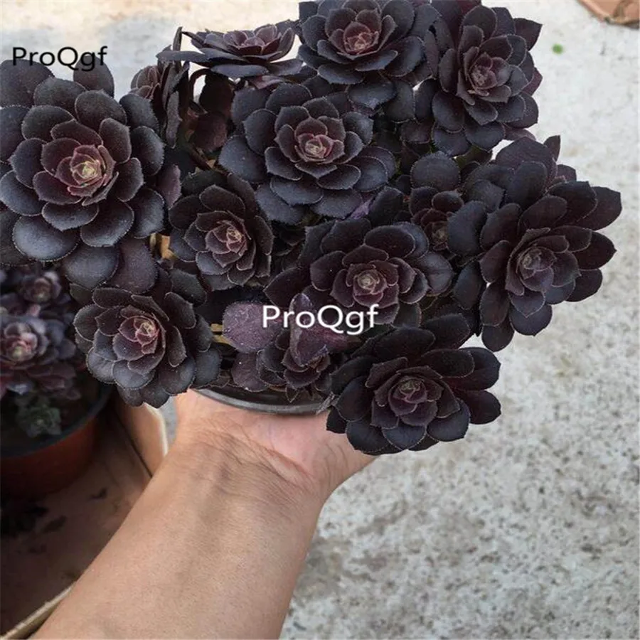 Ngryise 1 шт. набор ouzifashi succulent кластер