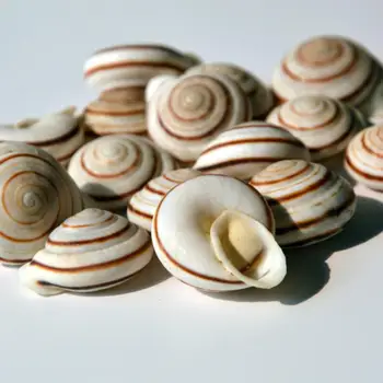 

Conch shell snail 2-3cm yellow glass floor window decorations aquascaping