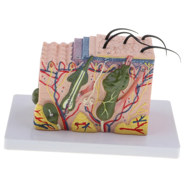 Human Skin Subcutaneous Tissue Dissection Model Magnify 35X 6