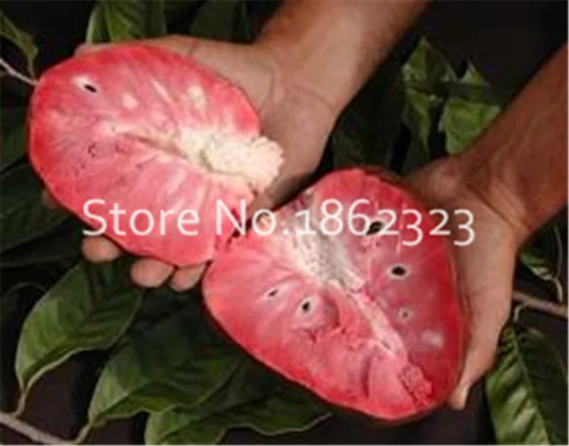 20 шт. Soursop бонсай фрукты, Graviola Annona муриката сладкий СОП вкусные фрукты бонсай сахар яблоко Annona дерево растение в бонсай