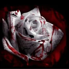 Акция! 100 шт./упак., редких белый крови Роза завод цветок True карликовые деревья, светильник ароматный цветник