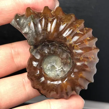 

Natural Polished "Goat Horn" Fossil Ammonite Conch Douvilleiceras Madagascar Mineral Specimen