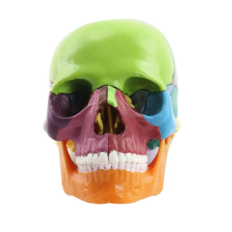 15 Parts Disassembled Medical Model 1:2 Human Head Skull Medical Science Teaching Resources