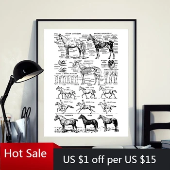 

Horse Print Black and White Veterinary Medical Poster Horse Anatomy Illustration Wall Art Picture Canvas Painting Wall Decor