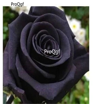 

Ngryise 3000Pcs A Set black rose