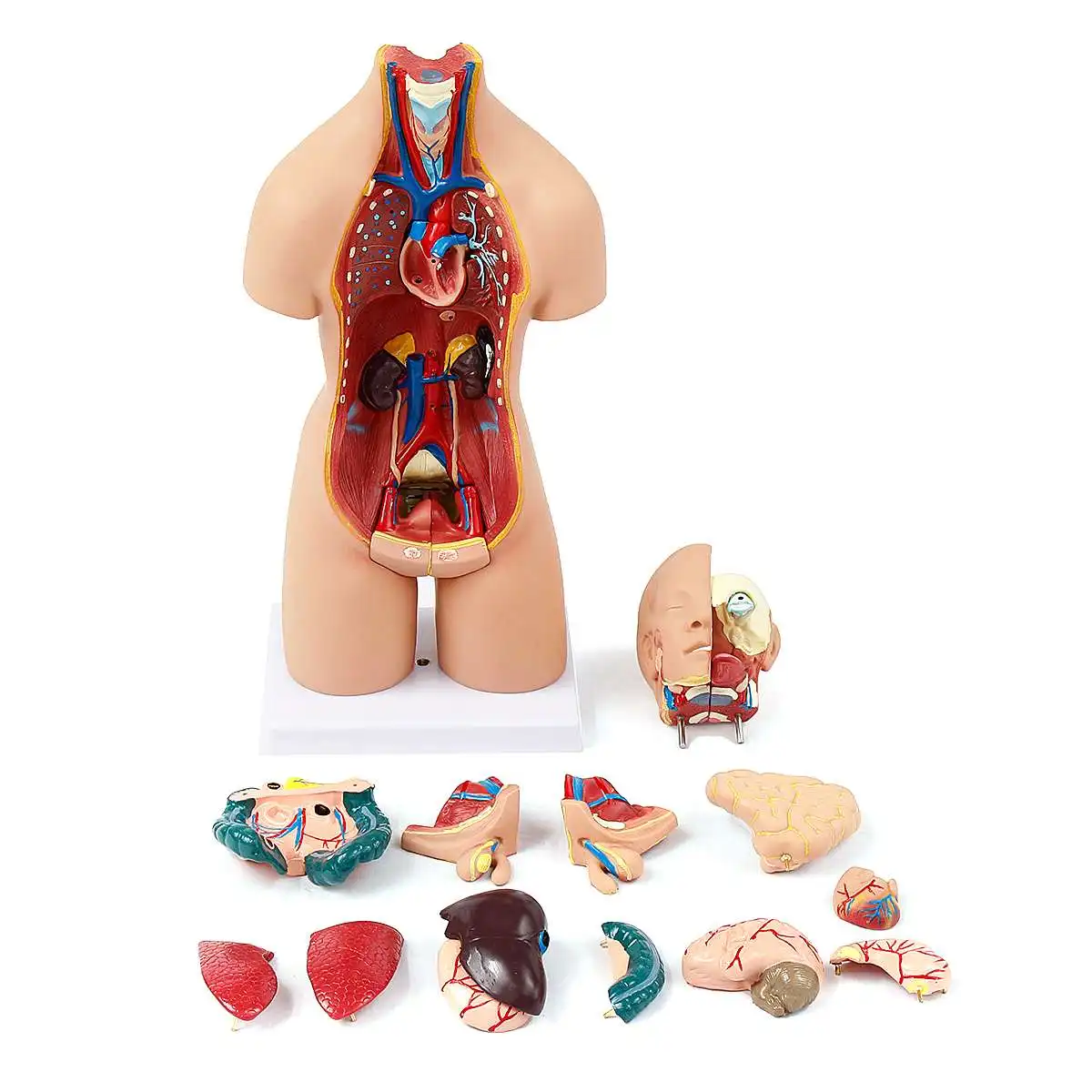 Modelo de Torso humano ensamblado, 55cm, modelo médico, cuerpo de Anatomía  Humana, modelo anatómico Bisexual, ensamblaje, juguetes educativos de  Ciencia - AliExpress