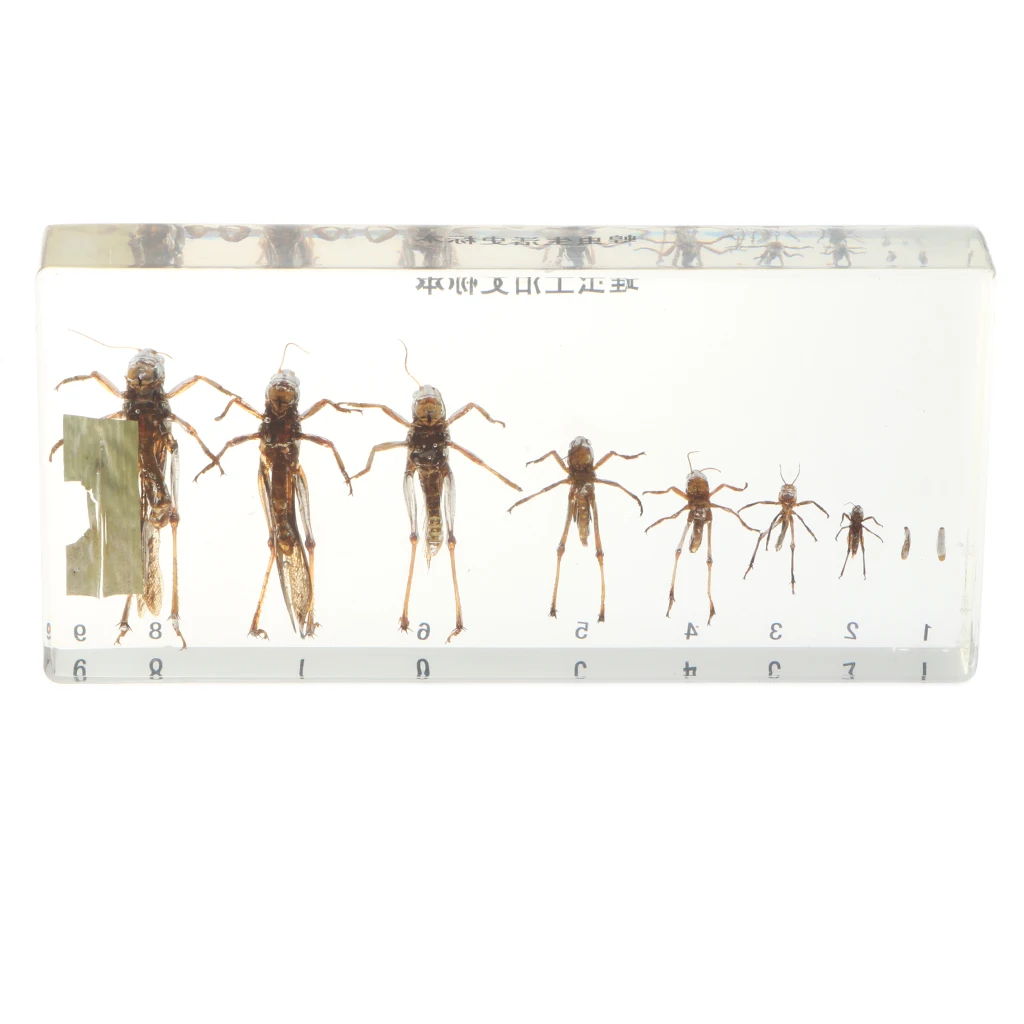 Life Cycle Of Grasshopper Specimen in Acrylic Block Biology Science Learning Toy, 6.7 x 3.15 x 0.8 inch