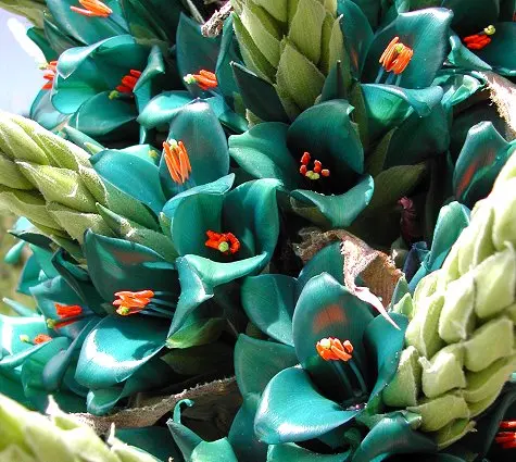 100 шт. свежий настоящий цветок Puya berteroniana S-Puya chilensis