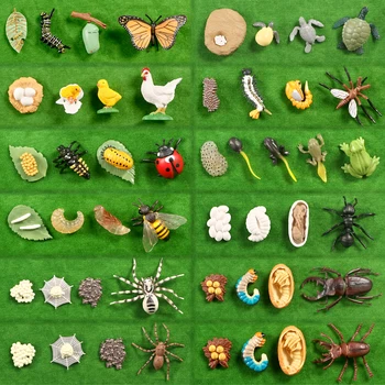 Simulation Animals Growth Cycle Butterfly,Ladybug,Chicken Life Cycle Figurine Plastic Models Action Figures Educational Kids Toy 1