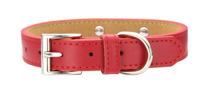 dog collar-