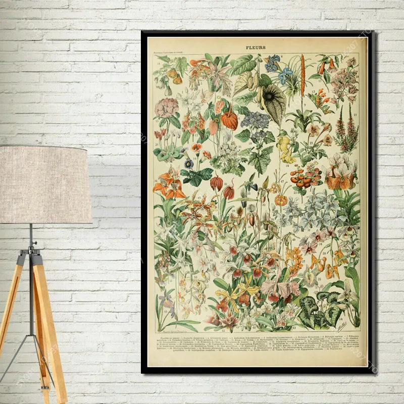 G034 Art Decor Botanical Vegetable Fruit Illustration Vintage Chart Science Wall Art Canvas Painting Silk Poster - Цвет: Picture 8