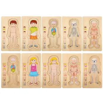 

Wooden children's puzzle human body structure multi-layer brick toy children early education intelligent learning cognitive toys