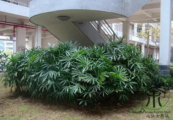 

Rhapis Excelsa Broadleaf Lady Palm The Lady Palm Zong Zhu
