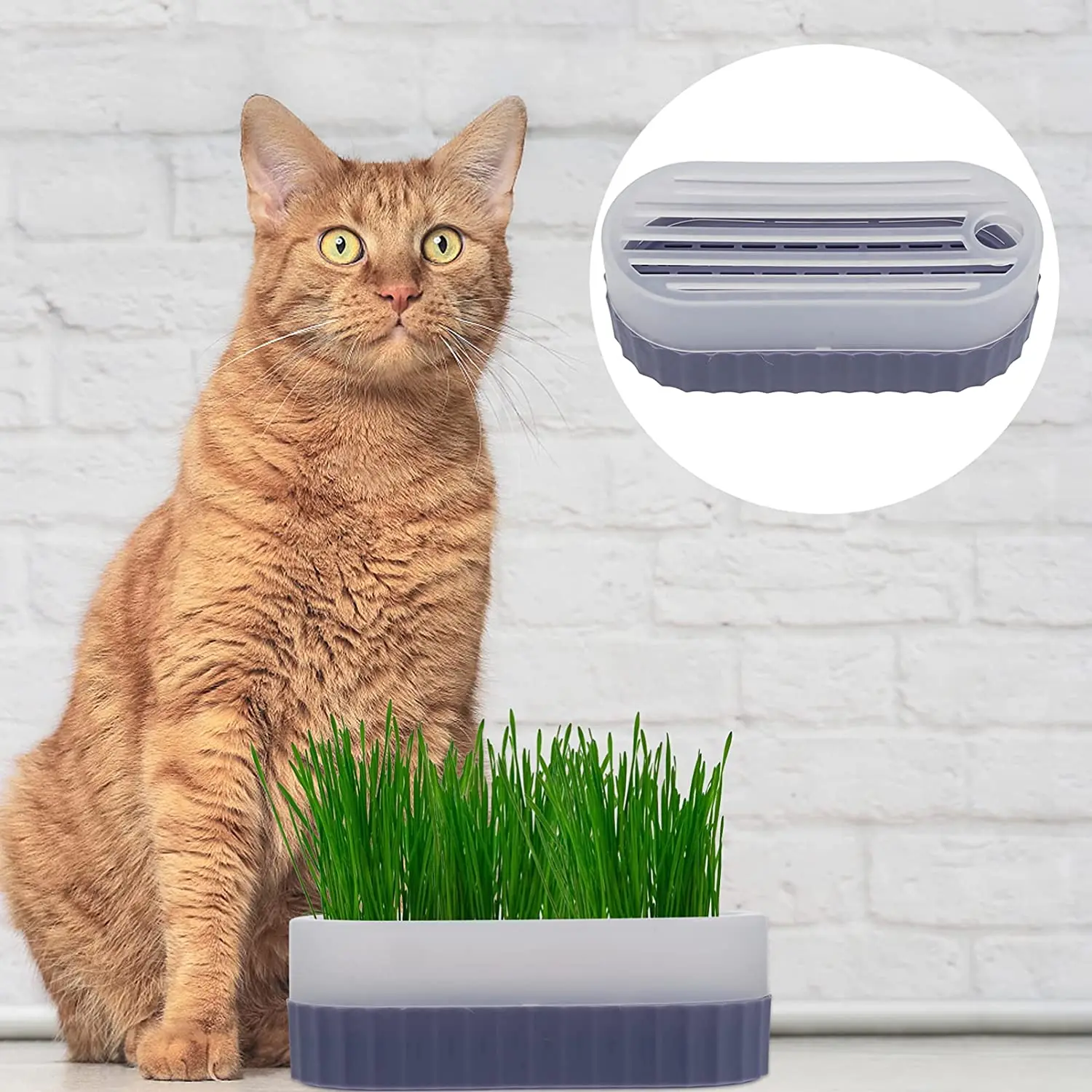 Germination Tray With Cover Cat Grass Germination Tray Nursery Tray Hydroponic Wheat Grass Seedling Planting Green Plant Potted