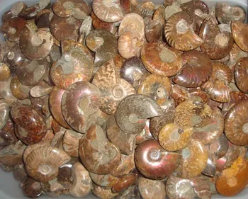 

A 3-4cm AMMONOID fossil from Natural , China