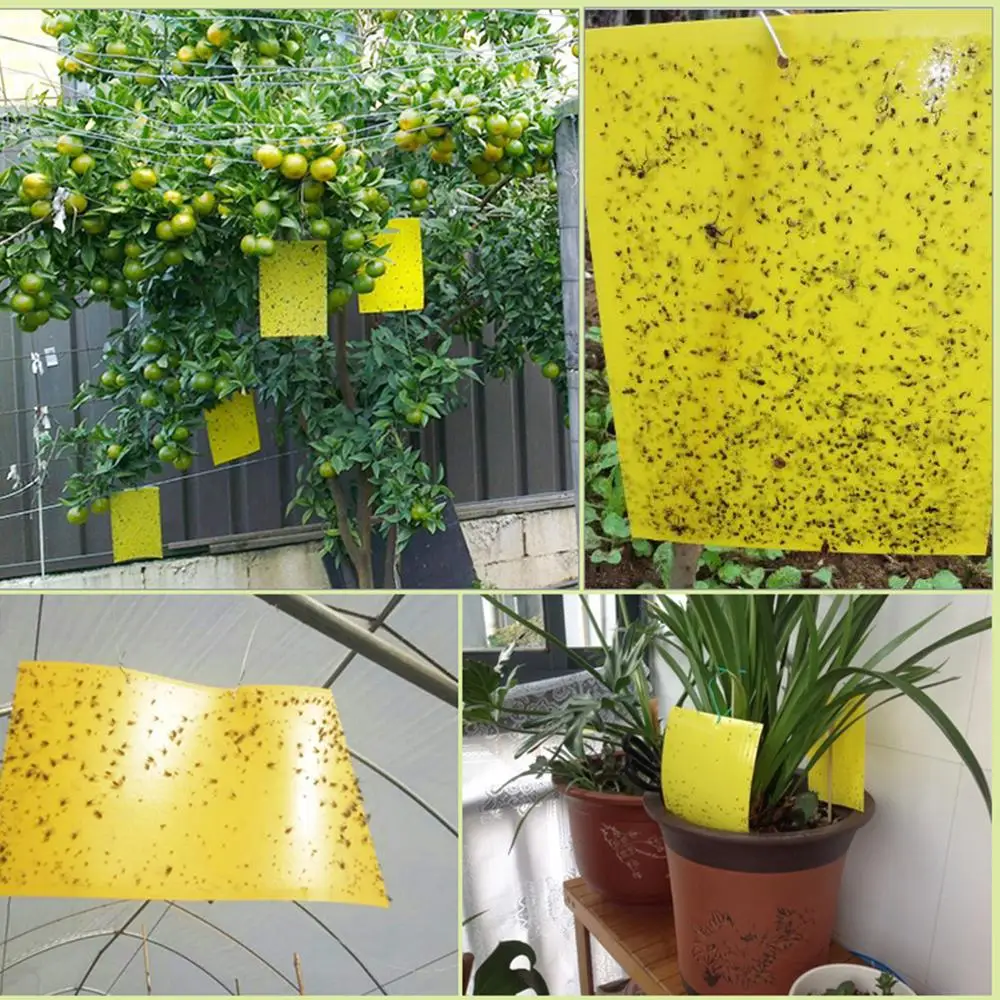 Two-sided Stickers Glue Fruit Fly Bug Killer Insects Yellow Hang Catcher Fly Trap Board Pest Control Kitchen Farm Plant Garden Two-sided Stickers Glue Fruit Fly Bug Killer Insects Yellow Hang Catcher Fly Trap Board Pest Control Kitchen Farm Plant Garden