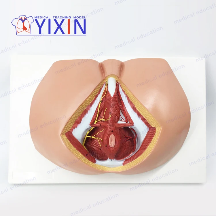 Модель перинеума YiXin/для мужчин модель анатомии репродуктивной системы